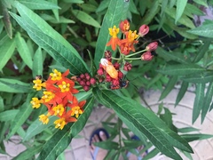 Oncopeltus fasciatus