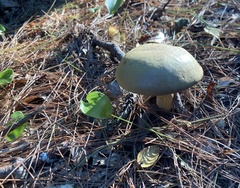 Xerocomus illudens