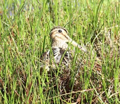 Gallinago magellanica