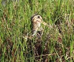 Gallinago magellanica
