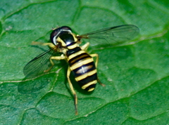 Xanthogramma flavipes