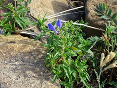 Scutellaria scordifolia