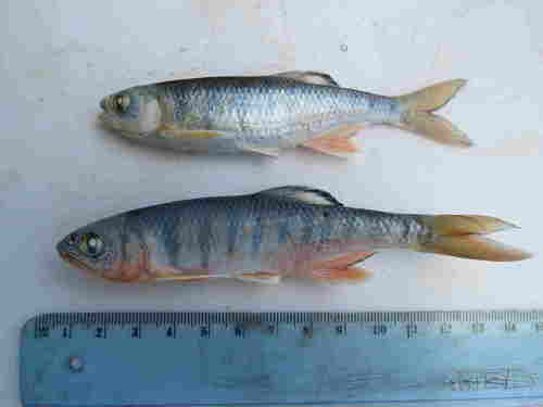 Tweddle's minnow (Opsaridium tweddleorum) — Cyprinidae