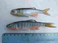 Opsaridium tweddleorum