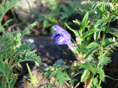 Scutellaria scordifolia