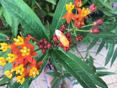 Oncopeltus fasciatus