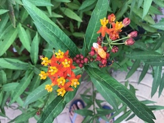 Oncopeltus fasciatus