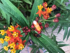 Oncopeltus fasciatus