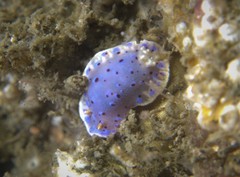 Goniobranchus thompsoni