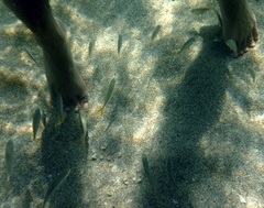 Caranx bartholomaei
