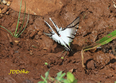 Protesilaus stenodesmus