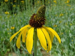 Rudbeckia maxima