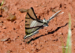 Protesilaus stenodesmus