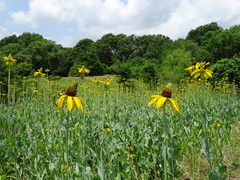 Rudbeckia maxima
