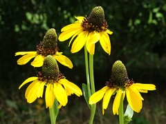 Rudbeckia maxima