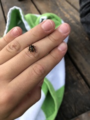 Murgantia histrionica