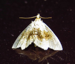 Lipocosma sicalis