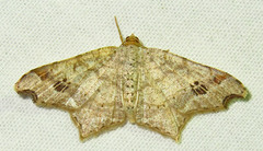 Macaria promiscuata