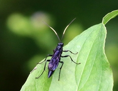 Cratichneumon unifasciatorius
