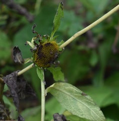 Carpesium macrocephalum