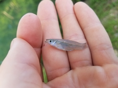 Gambusia rhizophorae