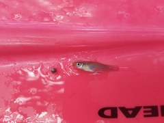 Gambusia rhizophorae