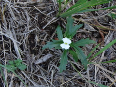 Dontostemon pinnatifidus
