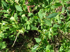 Salix kochiana