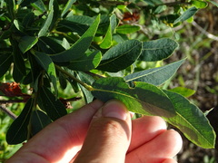 Salix kochiana