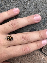 Murgantia histrionica