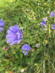 Cichorium intybus