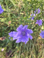Cichorium intybus