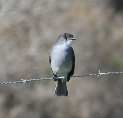 Pyrope pyrope fortis