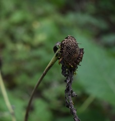 Carpesium macrocephalum