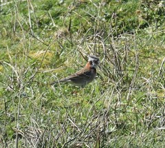 Zonotrichia capensis chilensis