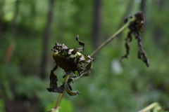 Carpesium macrocephalum