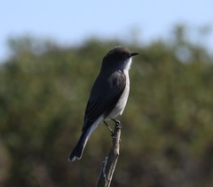 Pyrope pyrope fortis