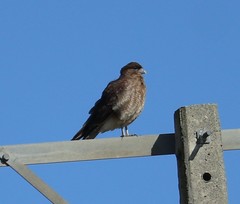 Daptrius chimango temucoensis