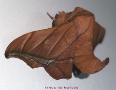Biterolfa rana