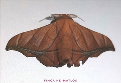 Biterolfa rana