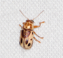 Pachybrachis bivittatus