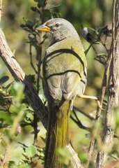 Embernagra longicauda