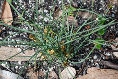 Lomandra glauca