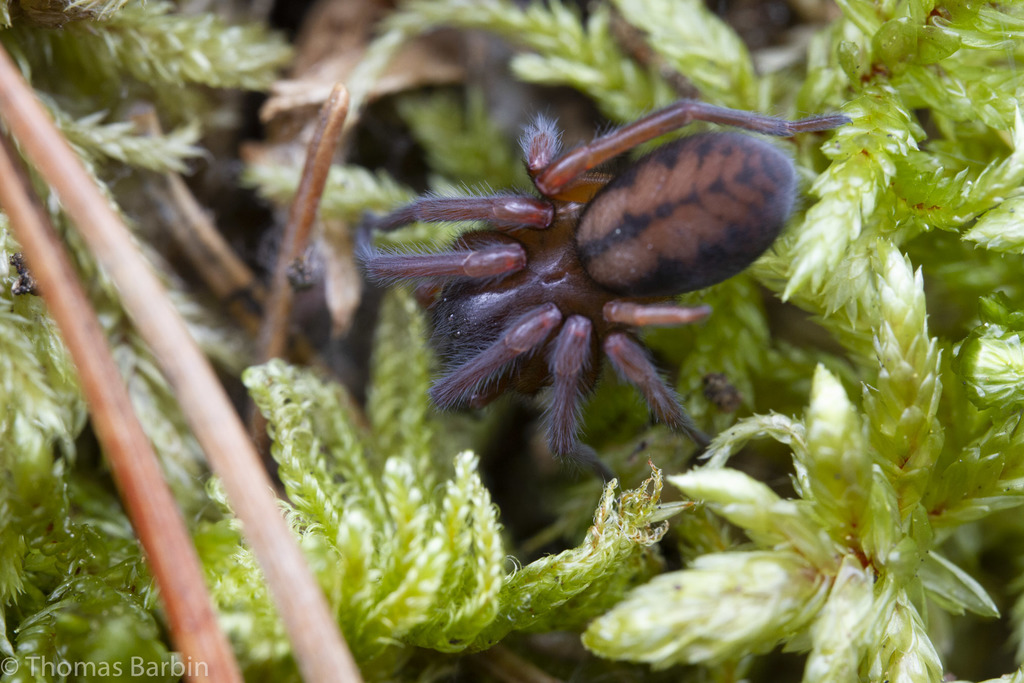 Callobius nomeus