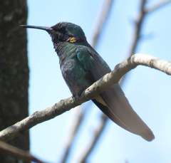 Colibri serrirostris