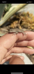 Sceloporus occidentalis