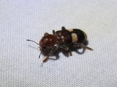 Enoclerus quadrisignatus