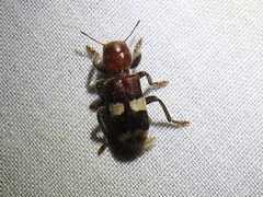 Enoclerus quadrisignatus