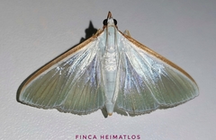 Diaphania glauculalis
