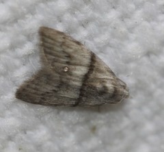 Nola pygmaeodes